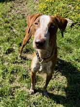 SAMBA, Hund, Podenco Canario in Freudenberg - Bild 4