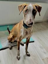 SAMBA, Hund, Podenco Canario in Freudenberg - Bild 7