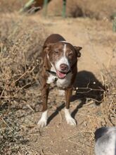 BRANDY, Hund, Podenco-Mix in Spanien - Bild 1