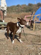 BRANDY, Hund, Podenco-Mix in Spanien - Bild 2