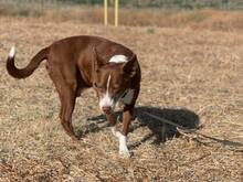 BRANDY, Hund, Podenco-Mix in Spanien - Bild 4