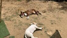 BRANDY, Hund, Podenco-Mix in Spanien - Bild 7