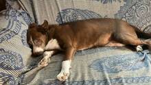 BRANDY, Hund, Podenco-Mix in Spanien - Bild 8