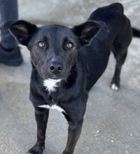 LAIKA, Hund, Mischlingshund in Spanien - Bild 1