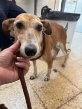 VIDA, Hund, Podenco in Spanien - Bild 2