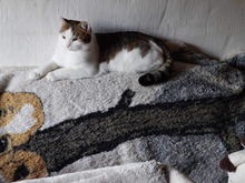 LOLA, Katze, Hauskatze in Ungarn