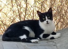 AMIGA, Katze, Europäisch Kurzhaar in Spanien