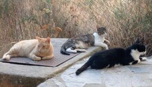 AMIGA, Katze, Europäisch Kurzhaar in Spanien - Bild 3