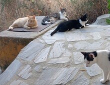 AMIGA, Katze, Europäisch Kurzhaar in Spanien - Bild 4