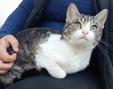 NIKA, Katze, Europäisch Kurzhaar in Spanien - Bild 3