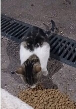 NIKA, Katze, Europäisch Kurzhaar in Spanien - Bild 6