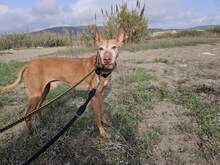 FROY, Hund, Podenco in Spanien - Bild 1