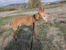 FROY, Hund, Podenco in Spanien - Bild 2