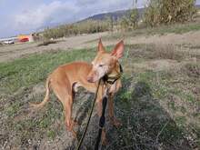 FROY, Hund, Podenco in Spanien - Bild 3