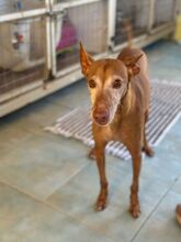 FROY, Hund, Podenco in Spanien - Bild 4