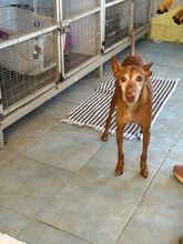 FROY, Hund, Podenco in Spanien - Bild 6