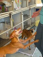 FROY, Hund, Podenco in Spanien - Bild 8