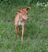 BIMBA, Hund, Podenco-Mix in Spanien - Bild 2