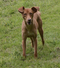 BIMBA, Hund, Podenco-Mix in Spanien - Bild 3