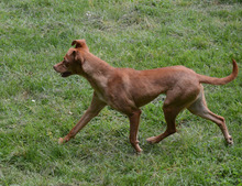 BIMBA, Hund, Podenco-Mix in Spanien - Bild 4