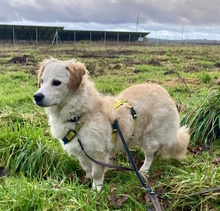 KIONA, Hund, Mischlingshund in Ense - Bild 10