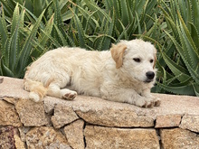 KIONA, Hund, Mischlingshund in Ense - Bild 22