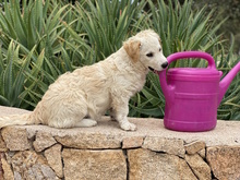 KIONA, Hund, Mischlingshund in Ense - Bild 23