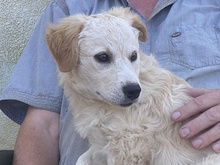 KIONA, Hund, Mischlingshund in Ense - Bild 24