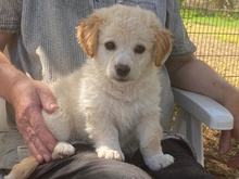 KIONA, Hund, Mischlingshund in Ense - Bild 27