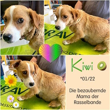 KIONA, Hund, Mischlingshund in Ense - Bild 28