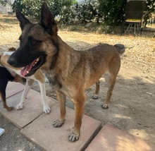 MONA, Hund, Deutscher Schäferhund-Mix in Spanien - Bild 2