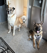 MONA, Hund, Deutscher Schäferhund-Mix in Spanien - Bild 6