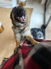 MONA, Hund, Deutscher Schäferhund-Mix in Spanien - Bild 8