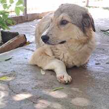 LUKE, Hund, Mischlingshund in Rumänien - Bild 2