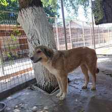 LUKE, Hund, Mischlingshund in Rumänien - Bild 6