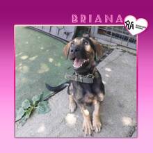 BRIANA, Hund, Mischlingshund in Bulgarien - Bild 1