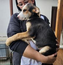 ROCCO, Hund, Mischlingshund in Italien - Bild 11