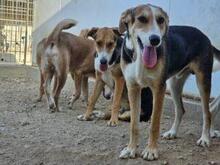 ROCCO, Hund, Mischlingshund in Italien - Bild 16