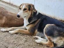 ROCCO, Hund, Mischlingshund in Italien - Bild 17