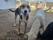 ROCCO, Hund, Mischlingshund in Italien - Bild 18