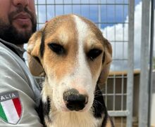 ROCCO, Hund, Mischlingshund in Italien - Bild 19
