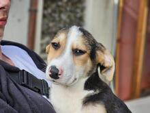 ROCCO, Hund, Mischlingshund in Italien - Bild 22