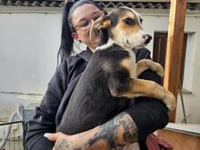 ROCCO, Hund, Mischlingshund in Italien - Bild 23