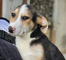 ROCCO, Hund, Mischlingshund in Italien - Bild 24