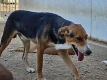 RIDER, Hund, Mischlingshund in Italien - Bild 16