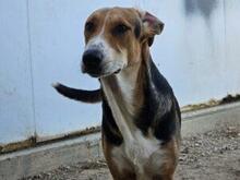 RIDER, Hund, Mischlingshund in Italien - Bild 17