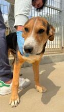 RIDER, Hund, Mischlingshund in Italien - Bild 18
