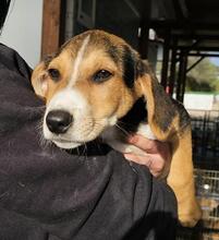 RIDER, Hund, Mischlingshund in Italien - Bild 19
