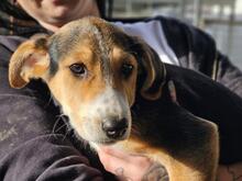 RIDER, Hund, Mischlingshund in Italien - Bild 20