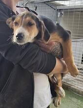 RIDER, Hund, Mischlingshund in Italien - Bild 21